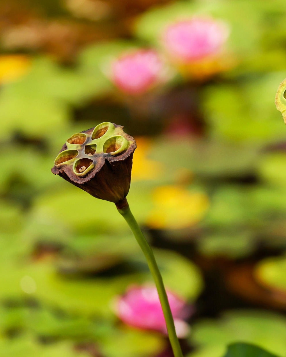 gemoderivat-behappy-difese
