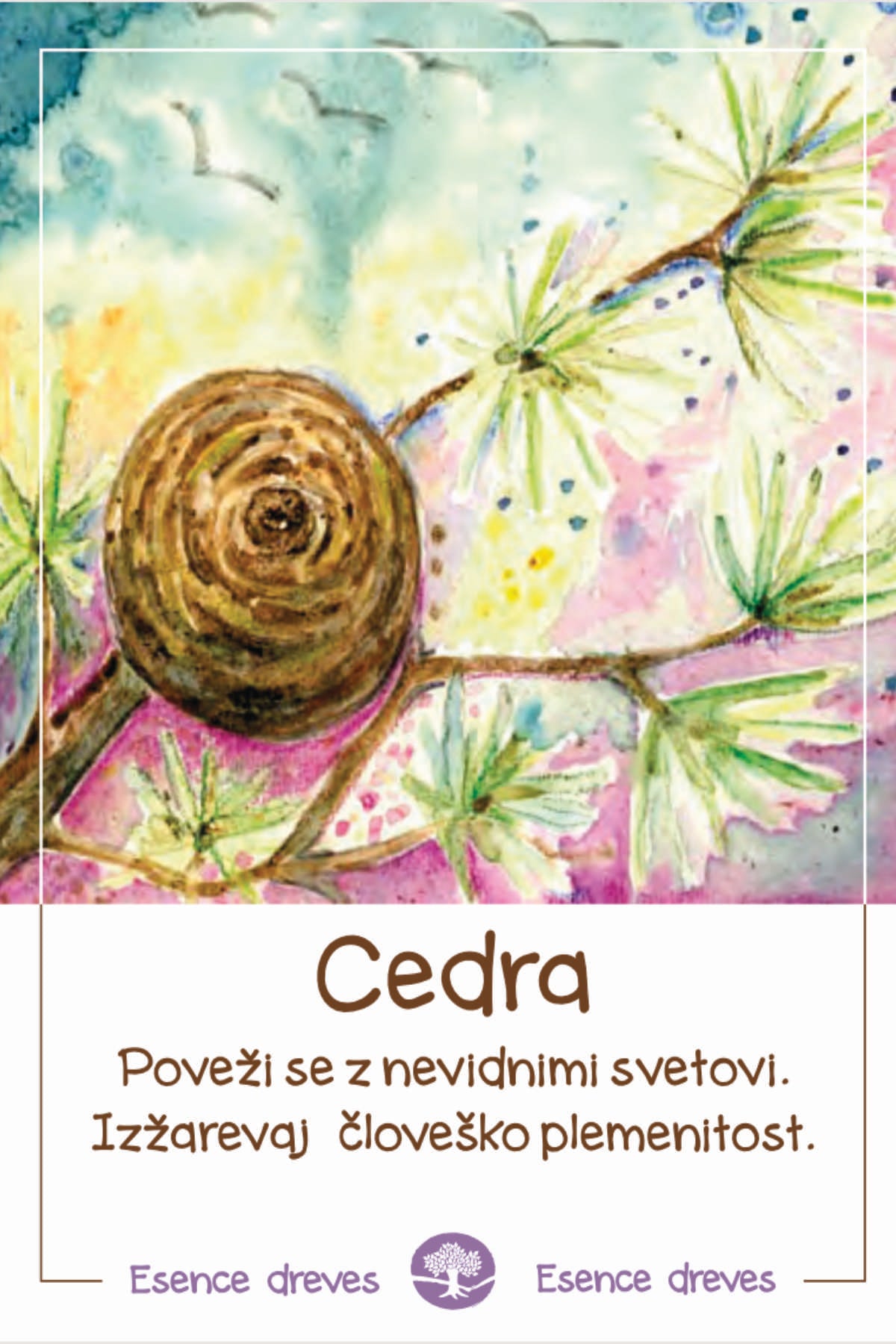 Esence dreves - Cedra - ekološke kapljice 20ml