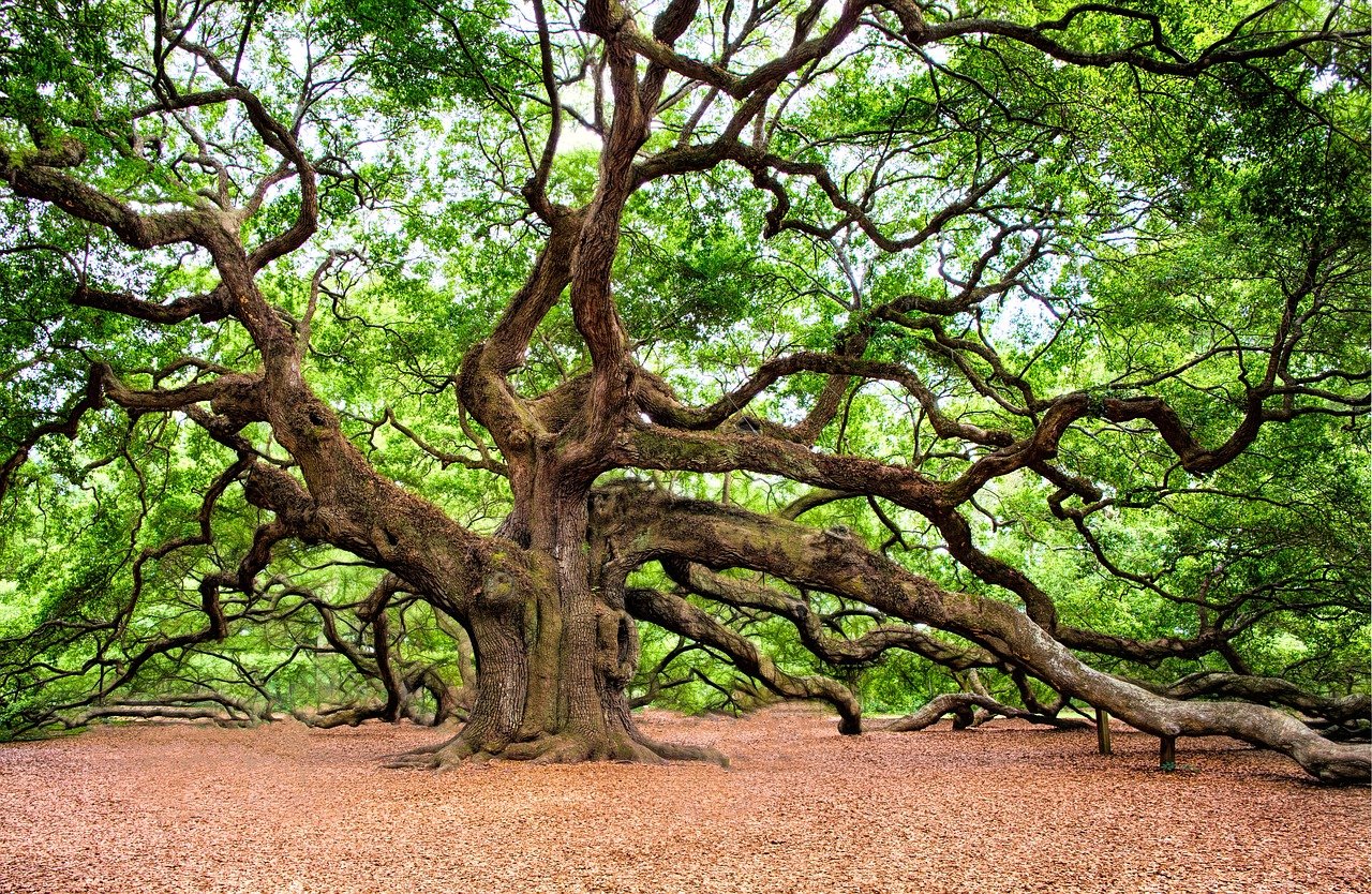 Esence dreves - Hrast - ekološke kapljice 20ml