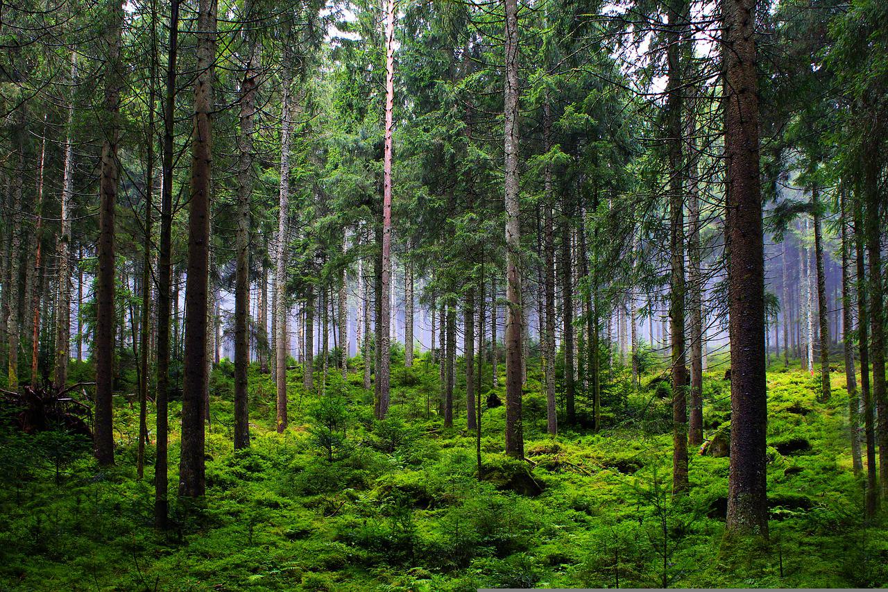 smrekov gozd, smreka pomaga dihanju, esence dreves za boljše počutje in osebno rast, podpora dihalnim potem, lajšanje astme
