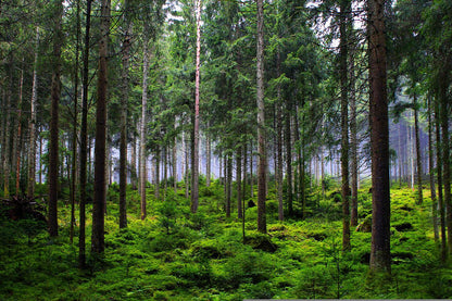 Esence dreves - Jelka - ekološke kapljice 20ml