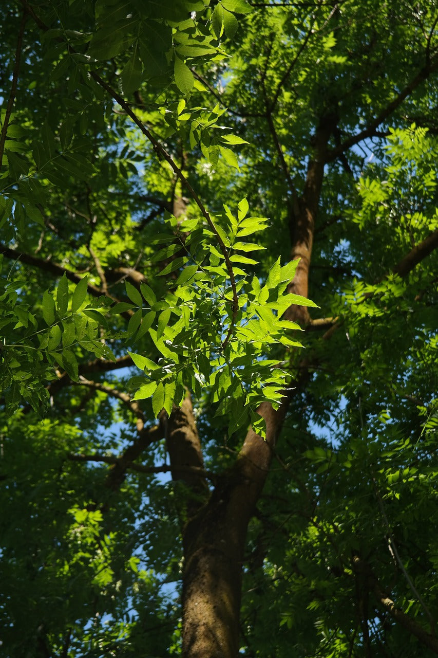 Esence dreves - Jesen - Eko kapljice 20ml