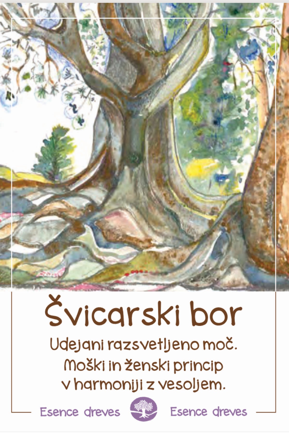 Esence dreves - Švicarski bor - ekološke kapljice 20ml